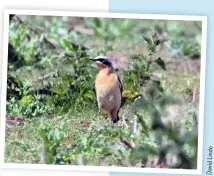  ??  ?? WHEATEAR The fenced-off Sanctuary reserve near Pride Park annually hosts Wheatears