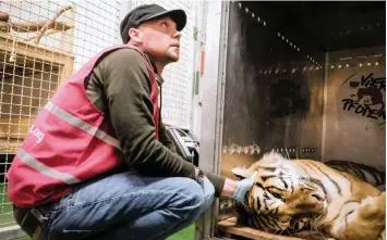  ?? | FOUR PAWS ?? TWO captive-born tigers arrived in South Africa on Wednesday at the FOUR PAWS project LIONSROCK Big Cat Sanctuary in Bethlehem. Tigers Bela and Sharuk were born in 2014 in the garden of a private keeper in Germany.