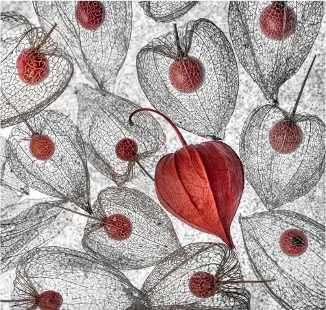  ?? © Internatio­nal Garden Photograph­er of the Year / Christl Deckx ??