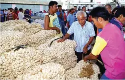  ??  ?? GARLIC GALORE IN ILOCANDIA – Farmers haul voluminous bundles of garlic during the launching of the garlic buy-back trading scheme in Pasuquin, Ilocos Norte. The scheme was launched to provide farmers an ideal and stable market for their harvest....