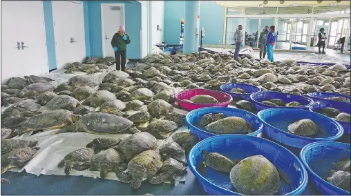  ?? (The Brownsvill­e Herald/Miguel Roberts) ?? Thousands of Atlantic green sea turtles and Kemp’s ridley sea turtles suffering from cold stun are laid out to recover at the South Padre Island Convention Center on South Padre Island, Texas.