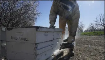  ?? RICH PEDRONCELL­I — THE ASSOCIATED PRESS ?? Jesus Llamas, a manager with beehive supplier Tauzer Apiaries, uses smoke to calm the bees before inspecting a hive at an almond orchard in Woodland on Feb. 15. A rash of hive thefts has been reported in the region.