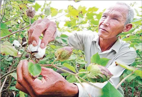  ?? HENG CHIVOAN ?? A Battambang province farmer shows off his cotton crop.