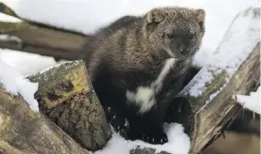  ??  ?? Fishers — a carnivore related to wolverines — are the size of house cats and prey on beavers, squirrels, hares and even porcupines.