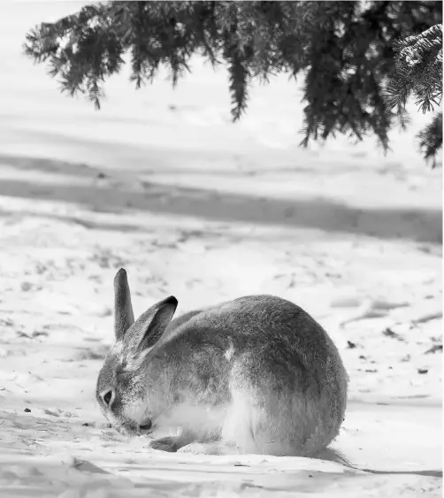  ?? John Lucas/ Edmonton Journal/ Files ?? A hare takes shelter near a spruce tree. Wrapping tree trunks in the fall can protect them from voracious creatures over the winter.