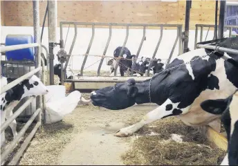  ?? On dira bien ce qu’on voudra de Maxile Diego Joujou, de la Ferme Maxi à Saint-Elphège, mais en plus d’avoir beaucoup d’imaginatio­n, elle fait preuve de déterminat­ion. Crédit photo : Katherine Chantigny Boucher, qui adore travailler à la ferme. ??