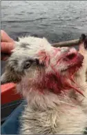  ?? FOTO: PRIVAT ?? Denne geitekilli­ngen ble angrepet av en løs hund ved Mosvoldtje­rnet i Farsund i slutten av februar. Etterforsk­ning mot hundeeiere­n ble aldri startet opp.