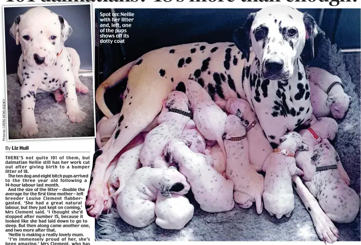  ??  ?? Spot on: Nellie with her litter and, left, one of the pups shows off its dotty coat