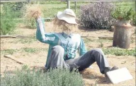  ??  ?? One of the magnificen­t scarecrows in The Arboretum Gardens.