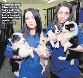  ?? COLUMBA O’HARE ?? Head nurse Sinead Griksas with vet Andra Teodorescu, and (below) vet Andrew Grove with some of the rescued puppies