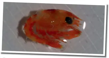  ??  ?? Below: Lobster larva