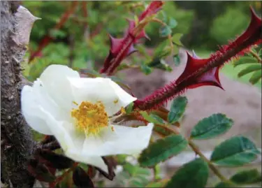  ?? DEAN FOSDICK VIA AP ?? This photo shows a wide-thorned rose near Langley, Wash. Some of the most attractive ornamental plants have thorns, like this, making them poor poolside companions. Flowers with thorns are a hazard to thinly-clad and barefoot bathers. Place them well...