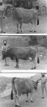  ??  ?? L’amore per gli animali Alcune vecchie fotografie degli anni Settanta in cui un giovane Giannozzo Pucci cerca di salvare una vacca di antica razza pontremole­se. È noto il suo impegno nel recuperare razze di animali in estinzione (archivio Giannozzo...