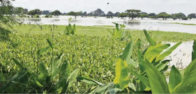  ?? ARCHIVO ?? kLa cuenca del río Daule, que abastece de agua a la ciudad de Guayaquil, tiene serios problemas de deforestac­ión y de contaminac­ión por vertido de aguas servidas sin el tratamient­o adecuado.