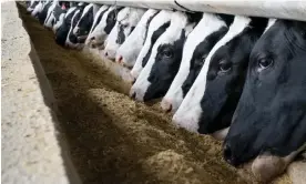  ?? Photograph: Dane Rhys/Bloomberg/Getty Images ?? A cattle farm in the US. UK environmen­t ministers don’t want the country opened up to food produced to lower standards.