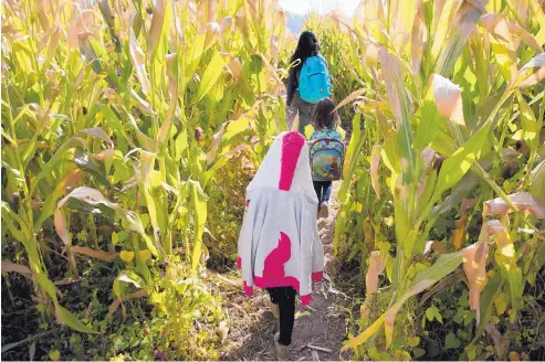  ?? MARLA BROSE/JOURNAL ?? Children from Zuni Elementary School work their way through a corn maze during a field trip to Wagner’s Farmland Experience in Corrales. This is likely the last year for the maze because the lease on the property ends this season and the landowners...