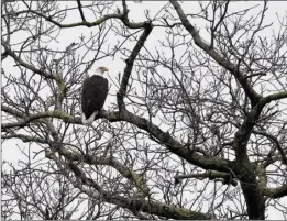  ?? ?? The Naturalist missed a recent sighting of a mature Bald Eagle, but earlier notices resulted in a breathtaki­ng photo op.