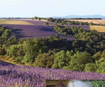  ??  ?? Postcard-perfect lavender fields and blooming May rose from Provence.