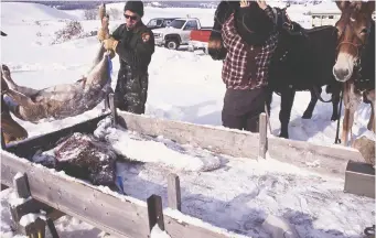  ??  ?? Officials used deer carcasses to feed the wolves during the animals’ first few weeks in the park.