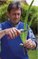  ??  ?? Trim the leaves of bearded irises to reduce moisture loss