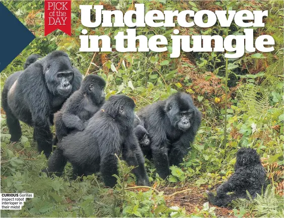  ??  ?? CURIOUS Gorillas inspect robot interloper in their midst