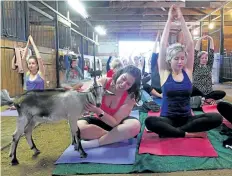  ?? FRED MERCNIK/SPECIAL TO POSTMEDIA NEWS ?? Goats bring smiles to people participat­ing in goat yoga classes offered by Melina Morsch, owner of Fox Den Yoga in Niagara-on-the-Lake.
