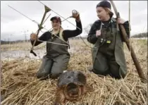  ??  ?? Morgan Piczak, left,holds the radio antenna used to find snapping turtle No.4. Leigh Licursi wears the receiver. Right, Piczak handles No.4.