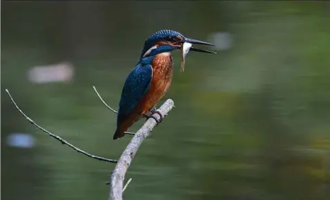  ??  ?? Mit einer ungewöhnli­chen „Vogelpersp­ektive“hat sich Torsten Stempler aus Bad Klosterlau­snitz im vergangene­n Jahr beim Fotowettbe­werb „Blende“beteiligt. Entdeckt hatte er den Eisvogel als „eiskalten Jäger“(so der Name des Bildes) im Mühltal. Fotos:...