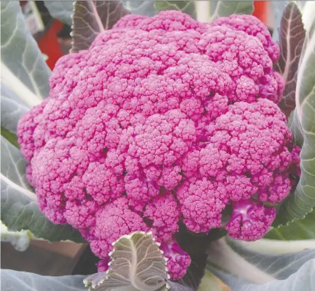  ??  ?? Consider adding some colourful vegetables to your garden this year, like this purple ‘Graffiti’ cauliflowe­r.