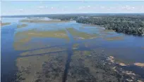  ?? SPECIAL TO THE EXAMINER ?? This aerial view, photograph­ed in 2015, offers a look at wild rice on Pigeon Lake.