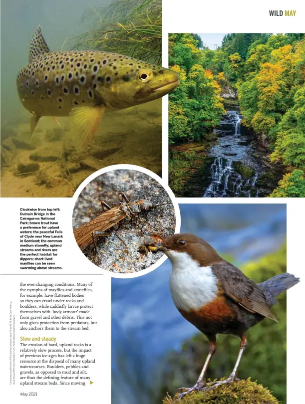  ??  ?? Clockwise from top left: Dulnain Bridge in the Cairngorms National Park; brown trout have a preference for upland waters; the peaceful Falls of Clyde near New Lanark in Scotland; the common medium stonefly; upland streams and rivers are the perfect habitat for dippers; short-lived mayflies can be seen swarming above streams.