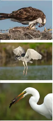  ??  ?? From top: A grown osprey returns to its nest to feed its open-mouth chick; a black-crowned night heron flies with nesting material in its beak; a great egret successful­ly captures a fish.