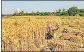  ?? FILE PHOTO ?? District food marketing officers of Chandauli and Ghazipur were instructed to do regular monitoring so that wheat is not transporte­d to other states through middlemen.