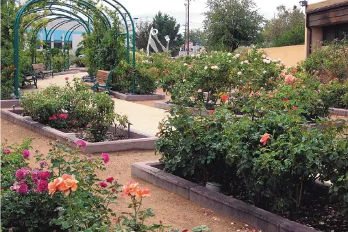  ?? COURTESY OF BILL FARMER ?? A variety of roses grow at the Albuquerqu­e Rose Garden located on the grounds of the Tony Hillerman Library.
