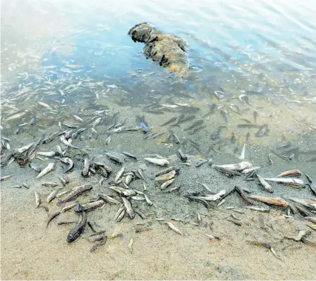  ?? GONZALO PÉREZ ?? A las playas de La Manga del Mar Menor han llegado toneladas de peces muertos