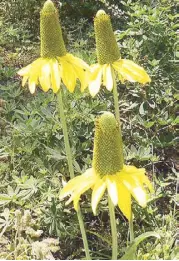  ??  ?? Flowers along the walking trails welcome you.