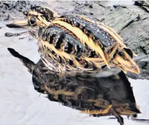  ?? Dave Steel ?? A jack snipe in a wet habitat