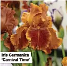  ?? ?? Iris Germanica ‘Carnival Time’