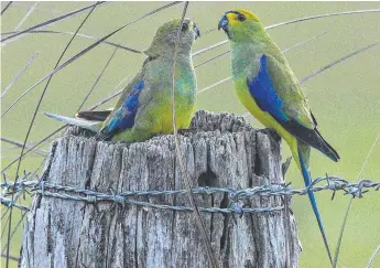  ?? ?? Blue-winged parrots at a fence post nest. Picture: Trevor Pescott