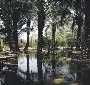  ?? IPOGEA ?? The Al-Ahsa Oasis in Saudi Arabia has natural springs and more than 2.5 million date palms