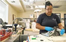  ?? Sarahbeth Maney / Special to The Chronicle ?? Manager Isabel Luevano evaluates a blackcrown­ed night heron at the Internatio­nal Bird Rescue center in Fairfield.