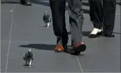  ?? RUTH FREMSON — THE NEW YORK TIMES ?? A pair of New York City pigeons make their way along a crowded sidewalk in Manhattan. The East Coast is made up of two pigeon genetic megacities, and a patch of Connecticu­t seems to be what’s keeping them apart.