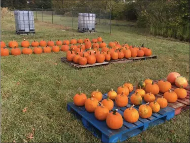  ?? COURTESY OF JAMIE SMIALEK ?? Urban Renaissanc­e Farms will be hosting its third annual pumpkin patch sale, open to the public, on Oct. 16-17. It will feature pumpkins grown right in Euclid, as well as some brought in from other local farms.