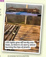  ??  ?? LED lights give off hardly any heat, so there’s no worry about burning the tips of plants