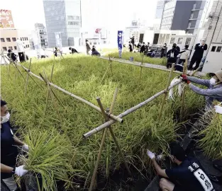  ?? Miho Takahashi / The Yomiuri Shimbun ?? Employees of Hakutsuru Sake Brewing Co. harvest rice on the rooftop of a building in the Ginza district of Tokyo on Oct. 21.