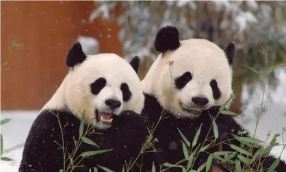  ??  ?? Giant pandas Mei Xiang, left, and Tian Tian at the national zoo in Washington. They and their cub will remain for at least another three years. Photograph: Ann Batdorf/Smithsonia­n's National Zoo/AFP/Getty Images