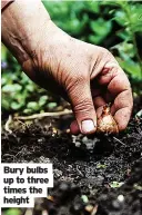  ??  ?? Bury bulbs up to three times the height