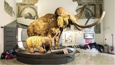  ?? ?? Al museo di Città Alta Il Mammut del Caffi in una delle foto di Filippo Romano in mostra