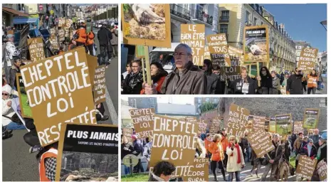  ??  ?? Entre 60 et 70 personnes ont défilé dans les rues de Dieppe, samedi en fin de matinée, pour alerter les autorités quant à l’état des vaches qui, à Hautot-sur-Mer, n’affichent pas une grande forme en raison d’un manque d’eau et de nourriture disent-elles.