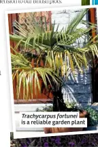  ??  ?? Trachycarp­us fortunei is a reliable garden plant